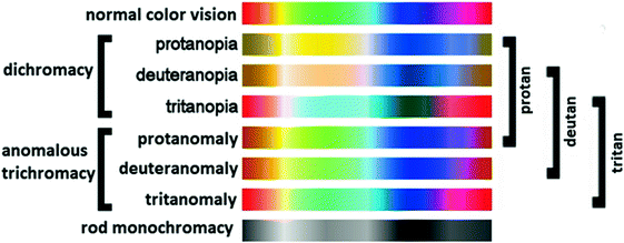 Unique 55 of 3 Types Of Color Blindness | plj-jsqq5