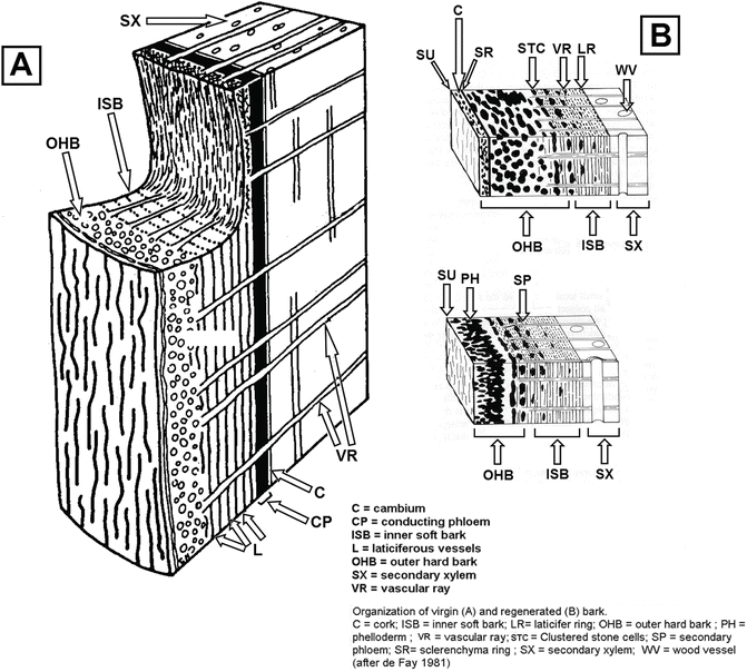 Latex Production, Diagnosis and Harvest SpringerLink