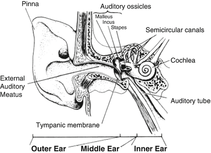 auditory ossicles function