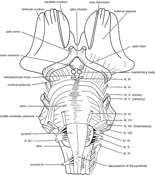 Diagram Brain Stem