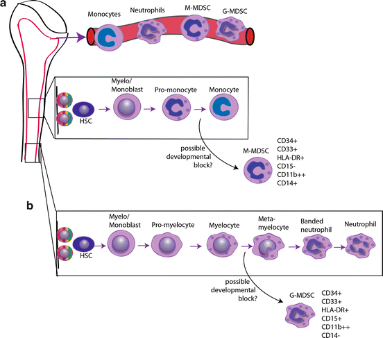 Mdiff Cells Myeloid-Derived Suppressor Cells in Aged Humans | SpringerLink