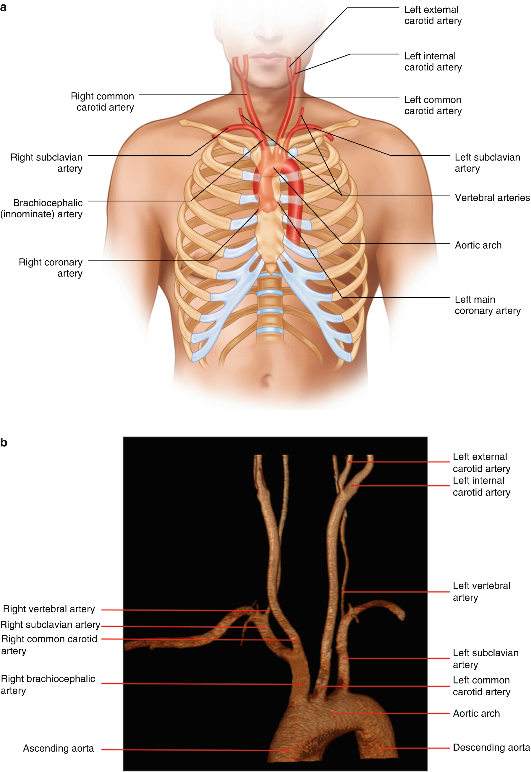 Printiable Mape Of Arteries And Viens - Eye veins, human ...