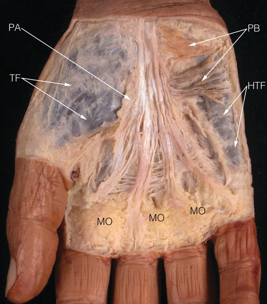 Gross Anatomy of the Human Hand | SpringerLink