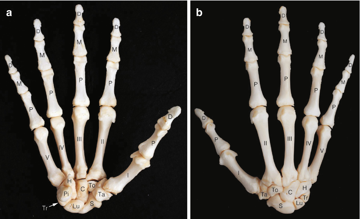 Gross Anatomy of the Human Hand | SpringerLink