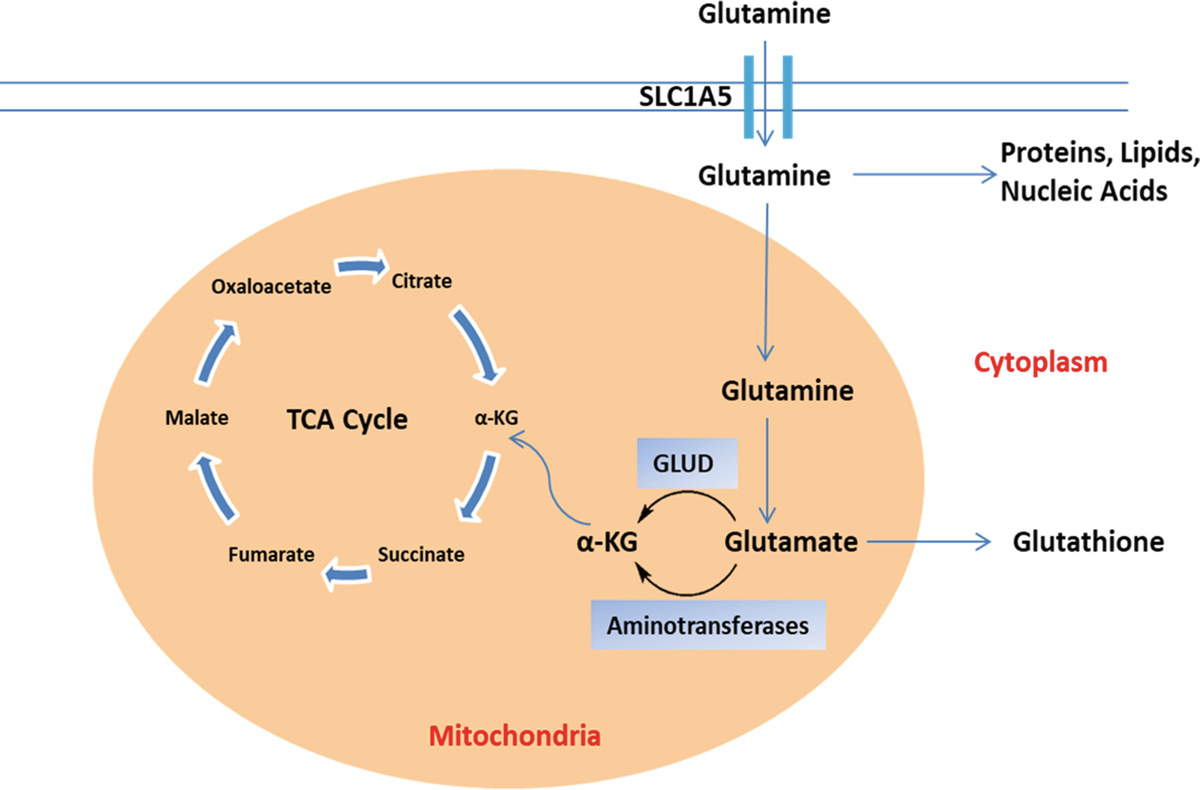 Glutamine Metabolism in Cancer SpringerLink