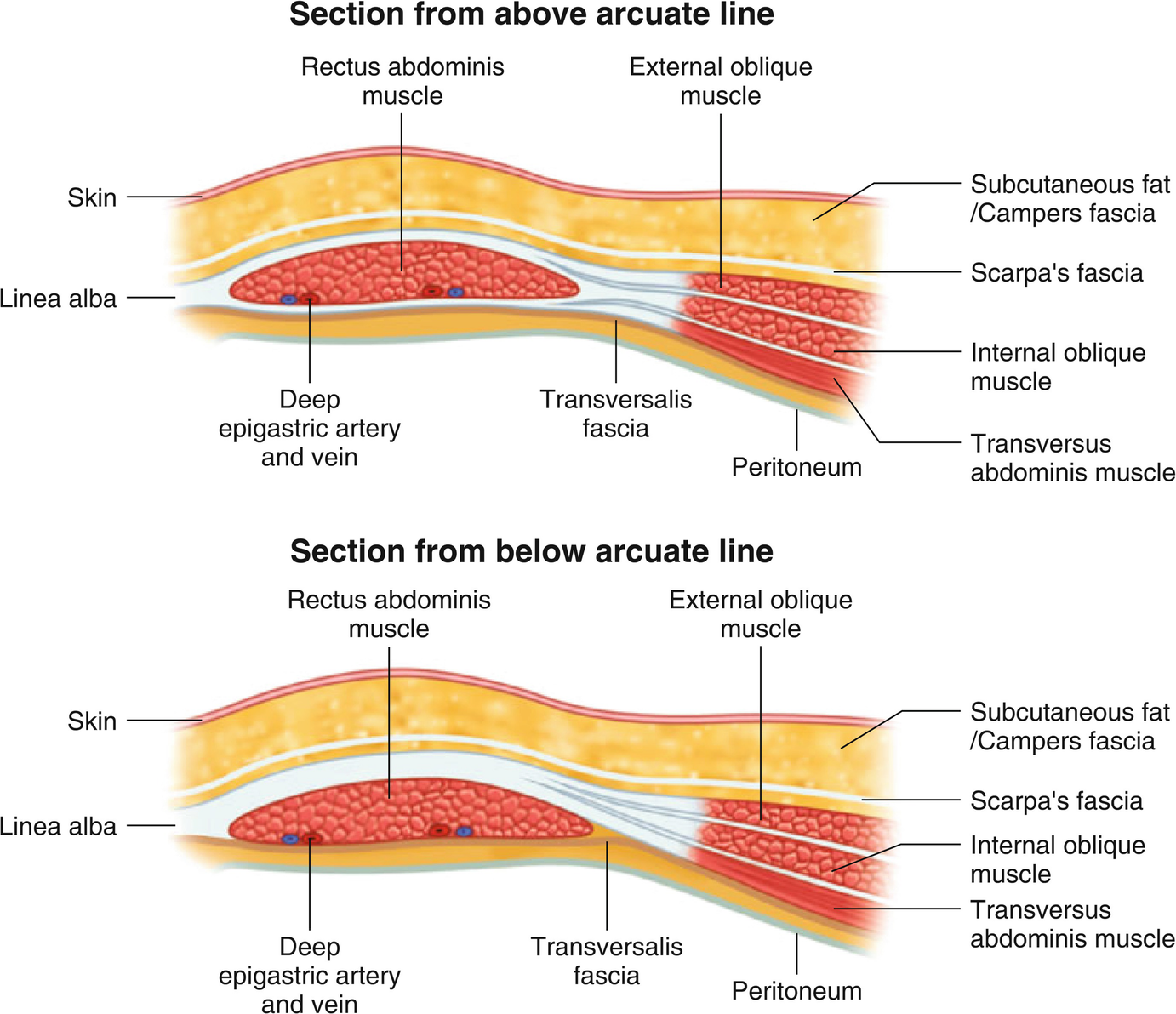 Rectus abdominis muscle Sheath