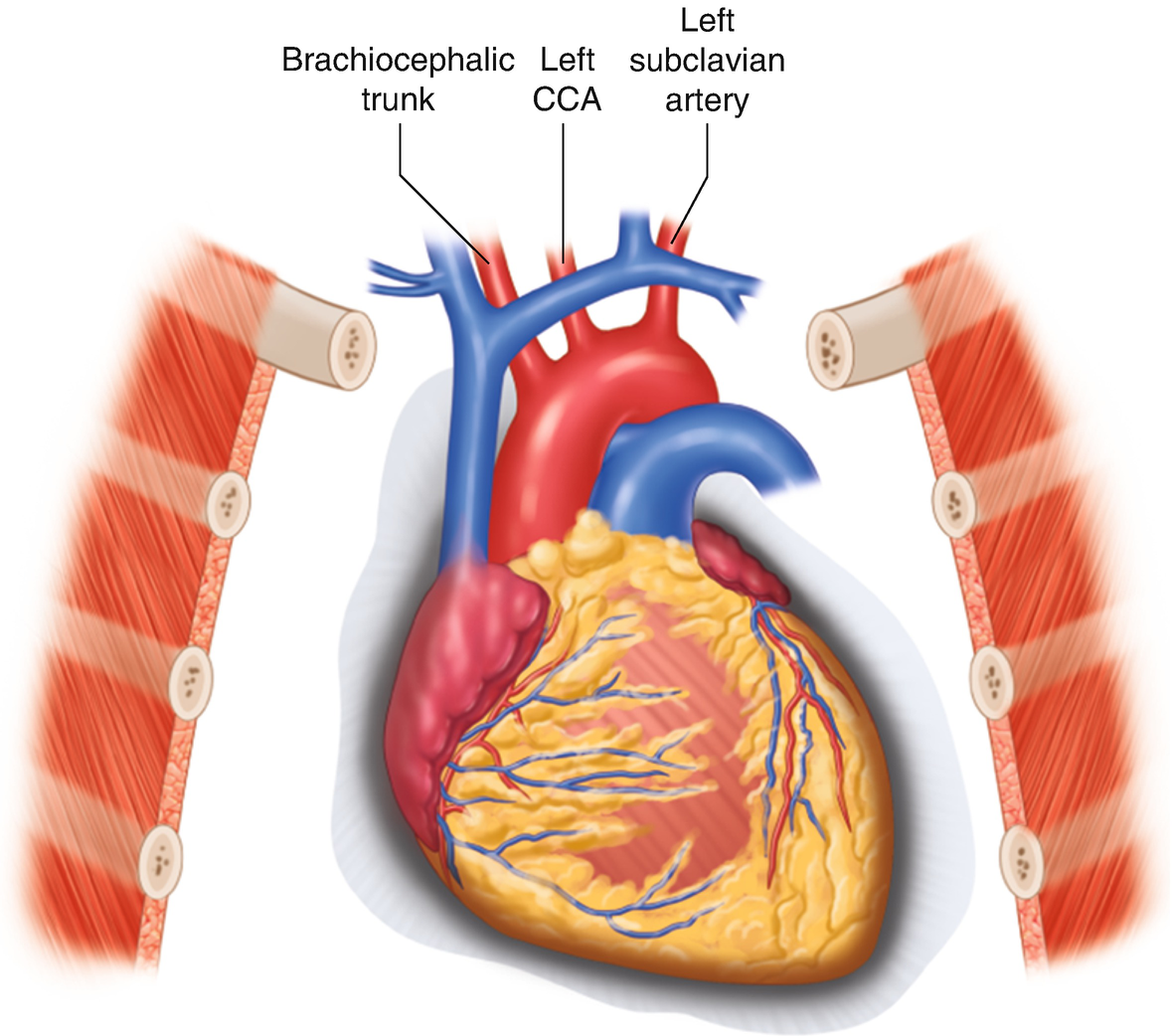 Surgical Anatomy of Carotid and Vertebral Arteries ...