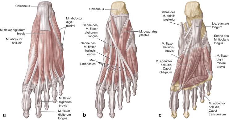 Anatomie und Biomechanik des Fußes | SpringerLink