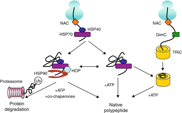 molecular chaperone hub molecular chaperone hub