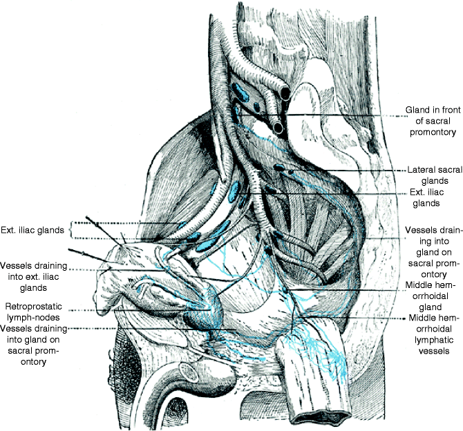 Surgical Anatomy Of Pelvic Lymph Nodes Springerlink 5432