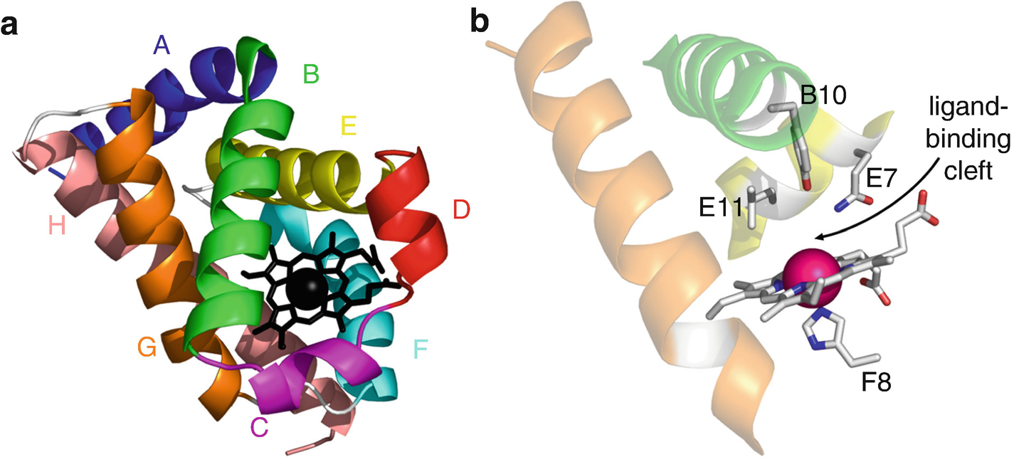 Bacterial Globins SpringerLink