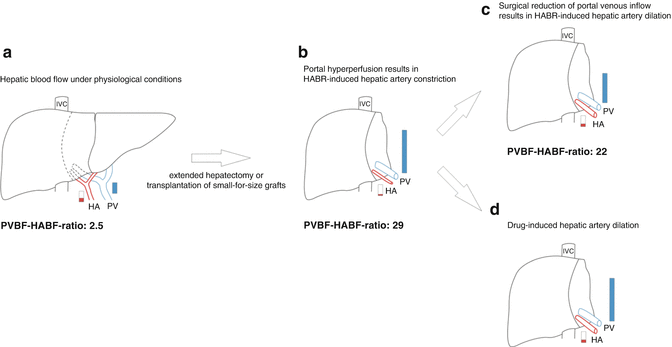 Anatomy and Physiology of the Hepatic Circulation | SpringerLink