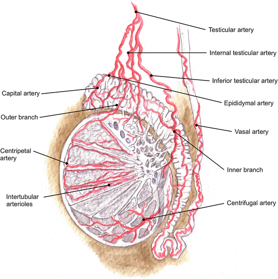 Vascular Diseases of the Testis SpringerLink