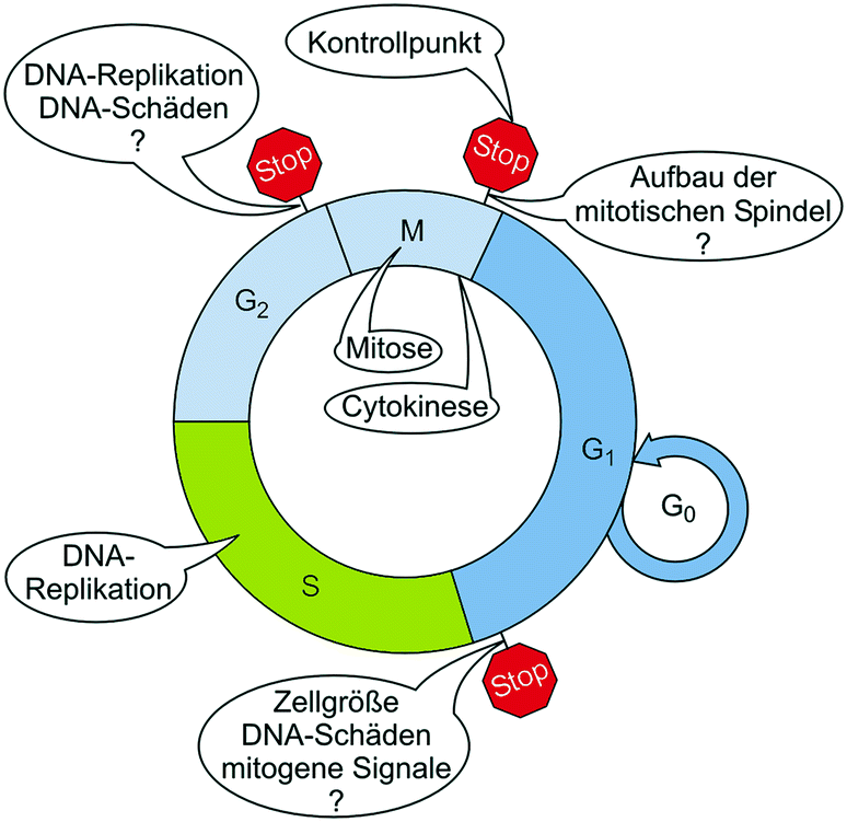 Diagramm Dna Gehalt Von Zellen Zyklus - zoilpeffiy