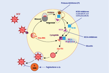 Antivirale Chemotherapeutika SpringerLink