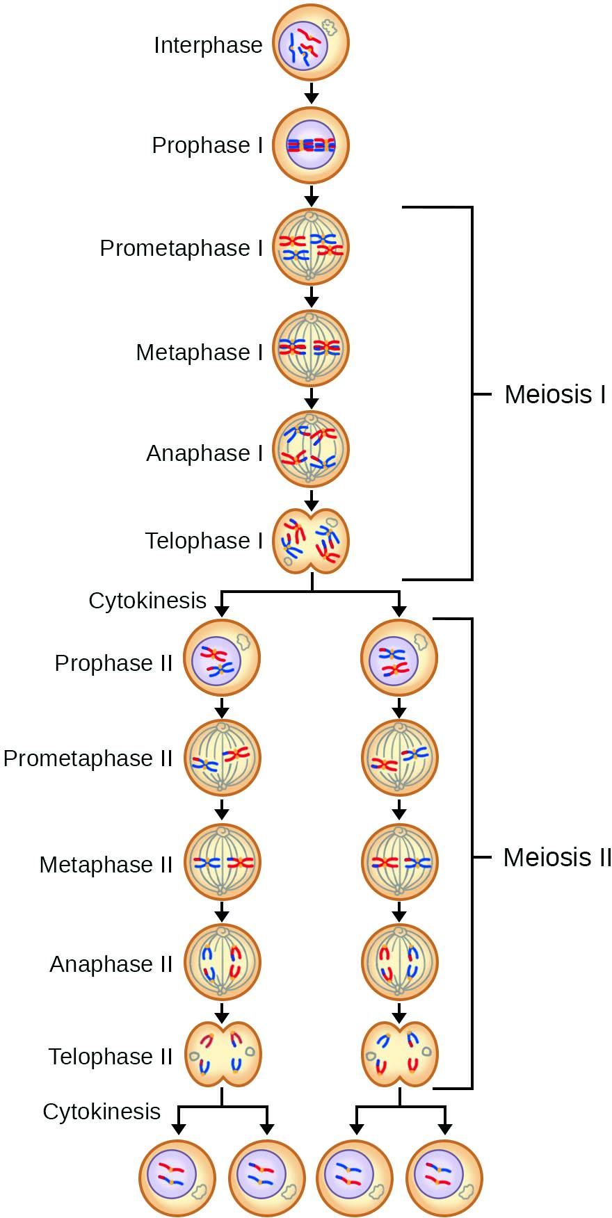 prophase ii prophase ii