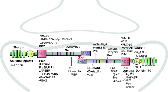 single domain protein scaffold