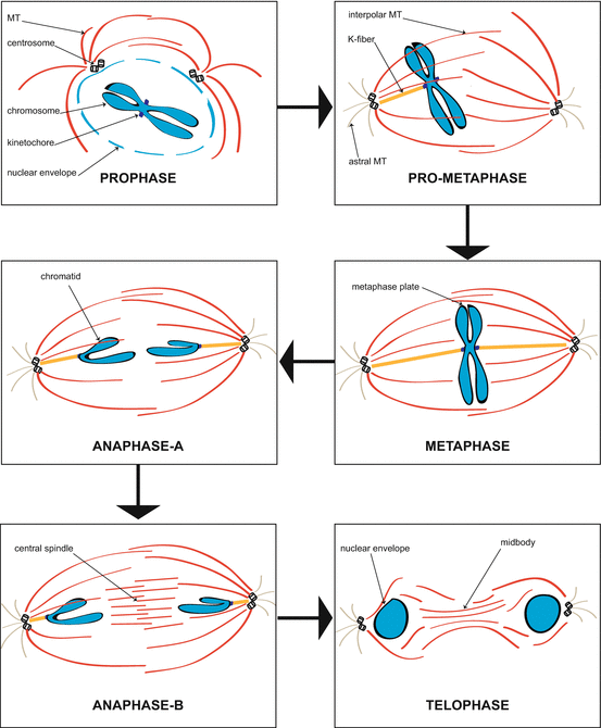 Microtubule Organization in Mitotic Cells Biology Diagrams