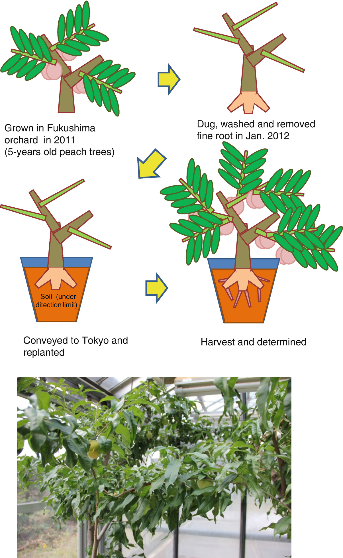 Distribution of Radiocesium from the Radioactive Fallout in Fruit Trees  SpringerLink