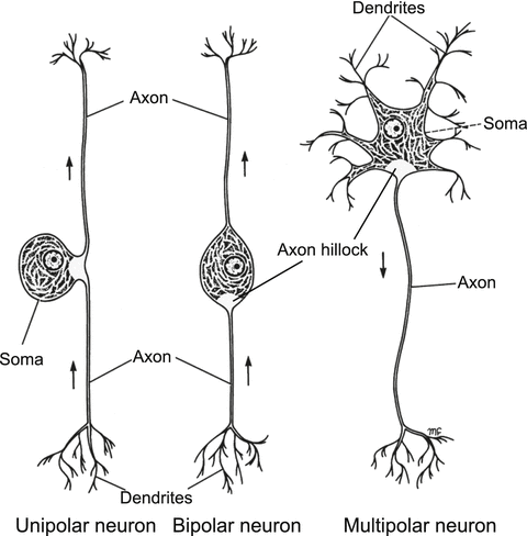 what type of neuron is found in the brain and spinal cord what type of neuron is found in the brain and spinal cord