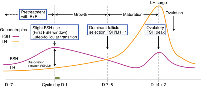 Regulatory Principles of Follicular Development | SpringerLink