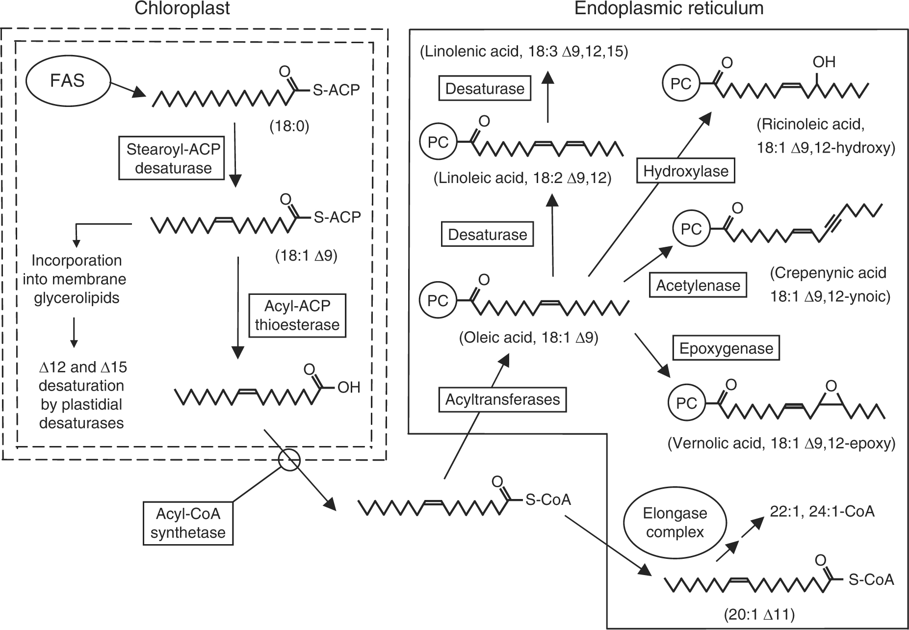 Fatty Acid Biosynthesis in Plants — Metabolic Pathways, Structure and