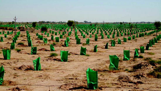 Date Palm Tissue Culture: A Pathway to Rural Development | SpringerLink