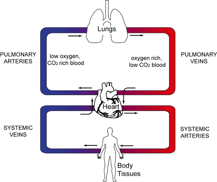 The Human Respiratory System | SpringerLink