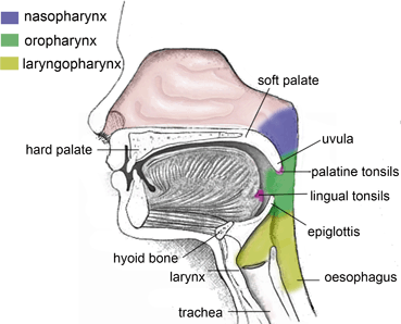 The Human Respiratory System | SpringerLink