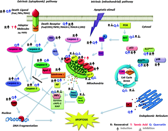 Induction of Apoptosis by Polyphenolic Compounds in Cancer Cells ...