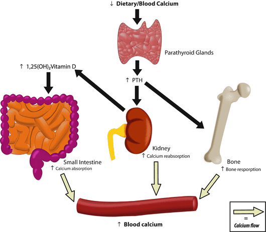 Parathyroid Hormone (PTH) and the Relationship Between PTH and Bone