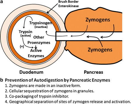 Pancreatic Physiology | SpringerLink