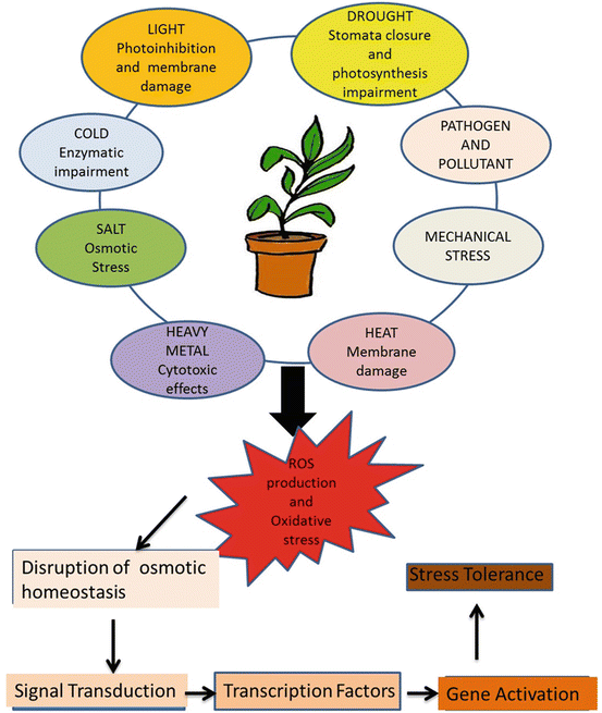 Developing StressTolerant Plants by Manipulating