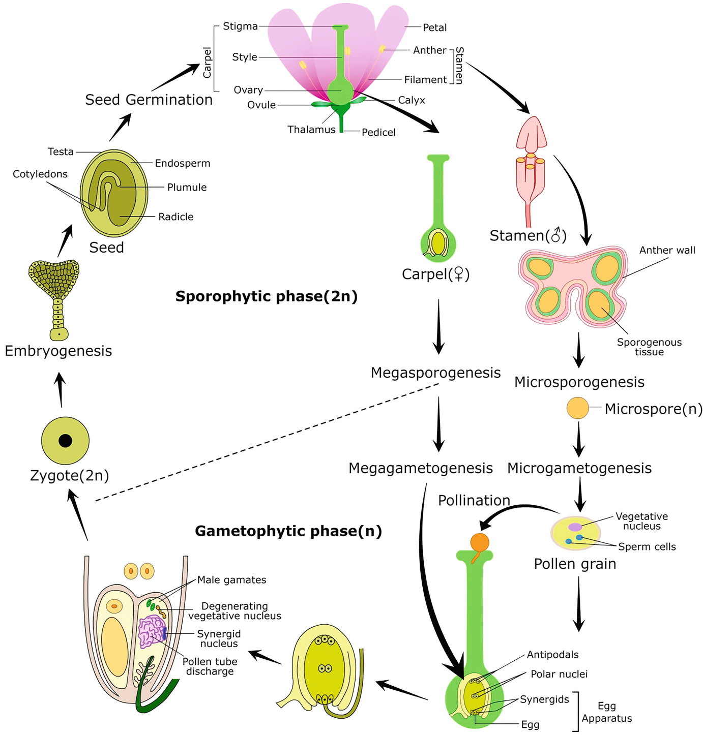 Pollination, Fertilization and Seed Development SpringerLink