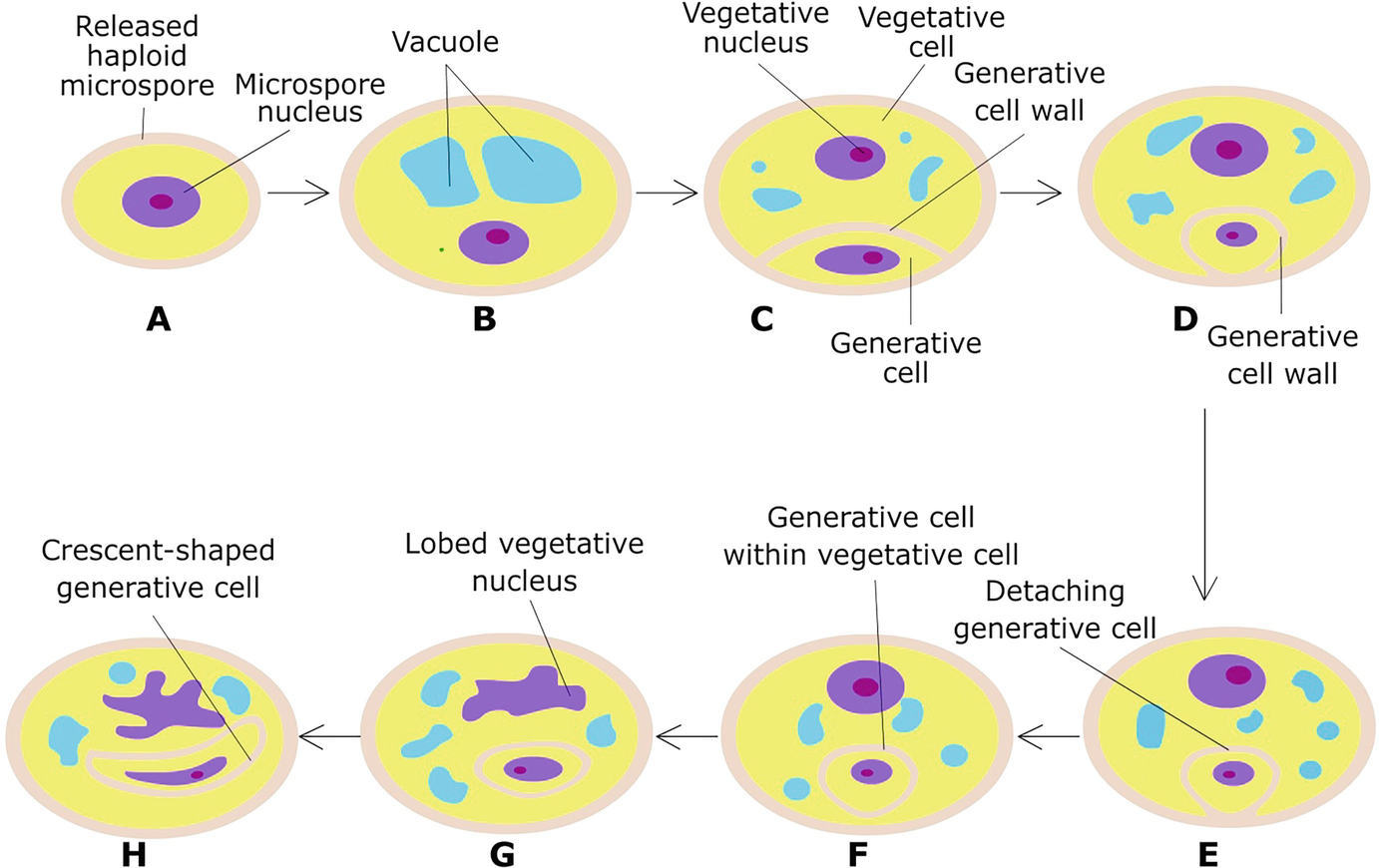 Pollination, Fertilization and Seed Development SpringerLink