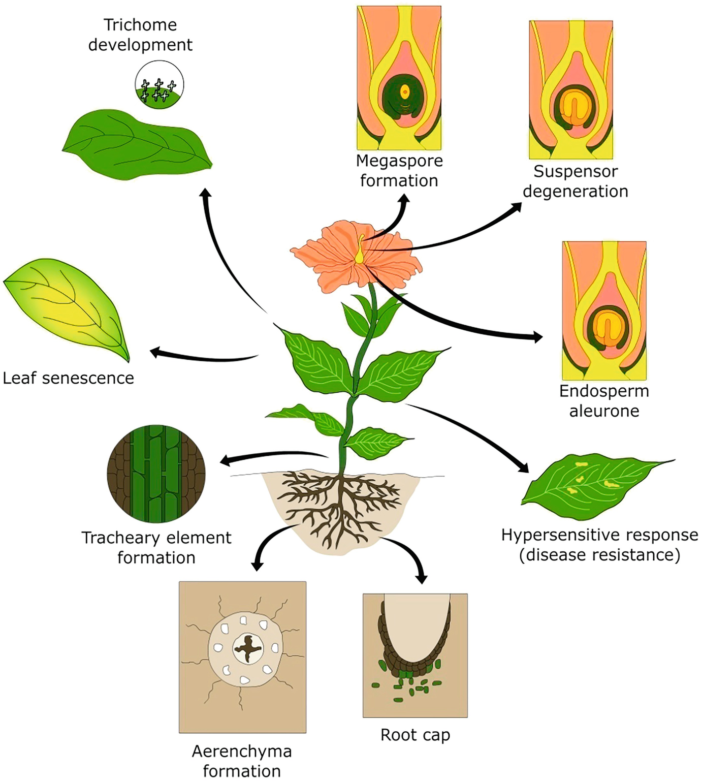 Senescence and Programmed Cell Death SpringerLink