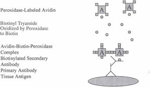 avidin biotin complex methods binding abc method fig other