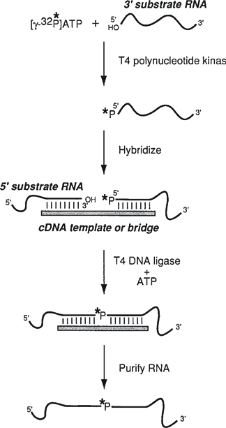 Ligase - Dna Ligase Definition Role Video Lesson ...