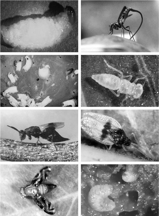 Tropical Fruit Pests And Their Management Springerlink