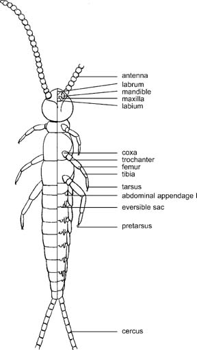 diplurans diplura springerlink