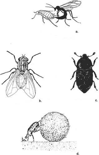 Food Habits of Insects | SpringerLink