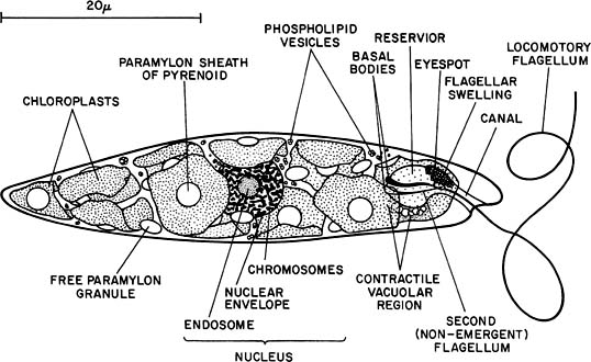 Euglenophyta Springerlink