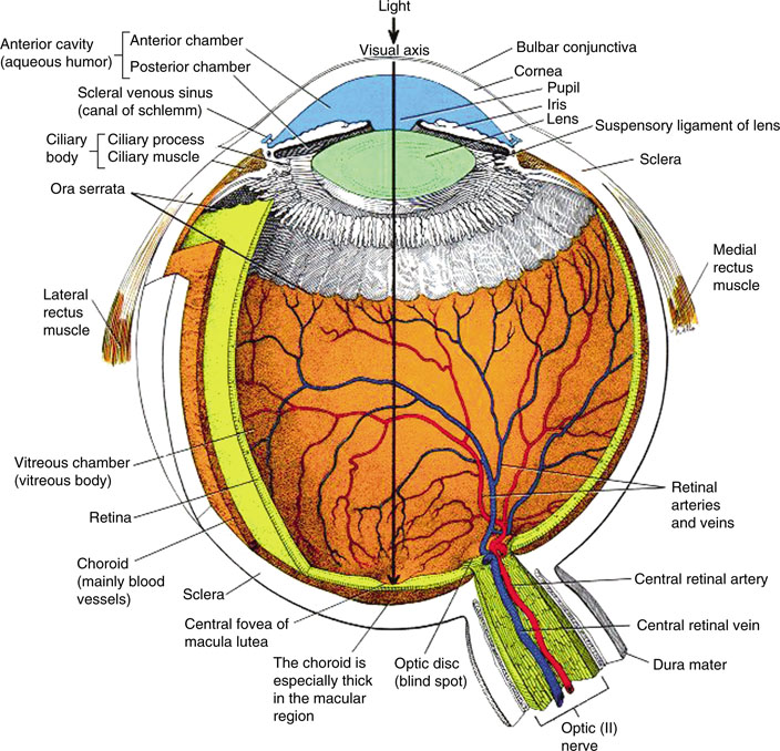eye anatomy