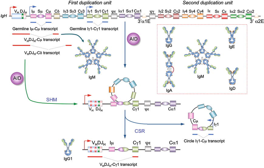 Immunoglobulin Somatic Hypermutation And Class Switch Dna Recombination Springerlink