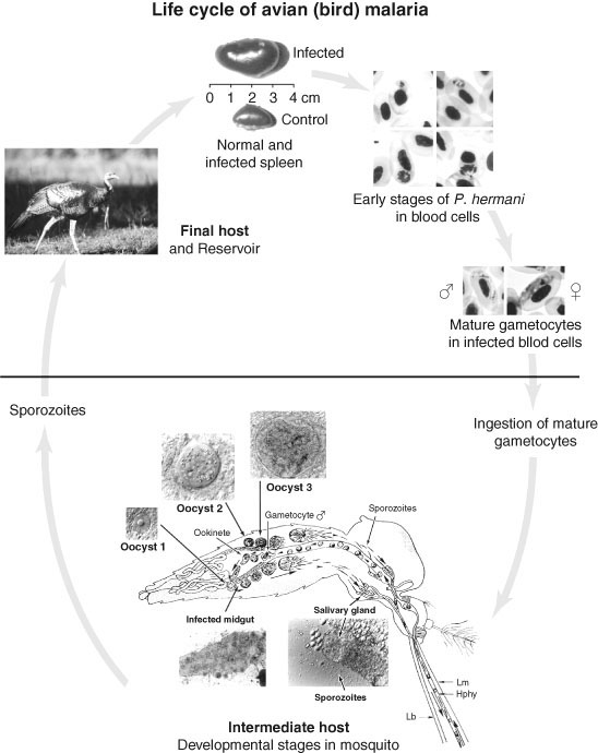 Avian Malaria Bird Malaria Springerlink