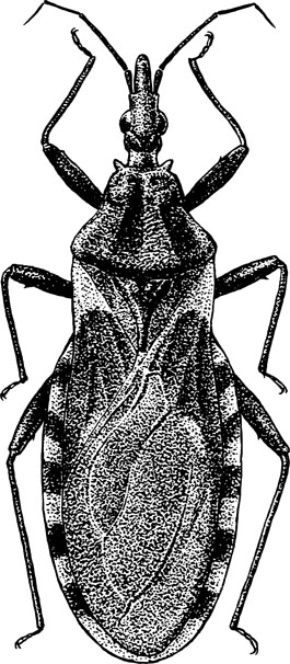 Kissing Bugs Hemiptera Reduviidae Triatominae Springerlink