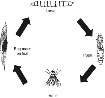 Horse Flies And Deer Flies Diptera Tabanidae Springerlink