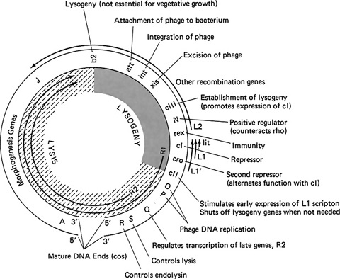 Virus lambda COVID Lambda