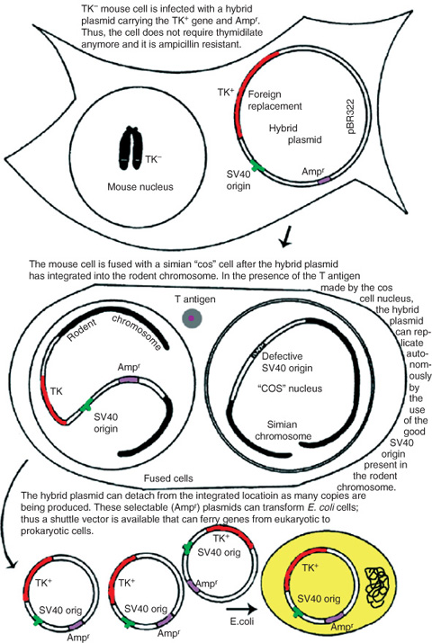 SV40 Vectors | SpringerLink