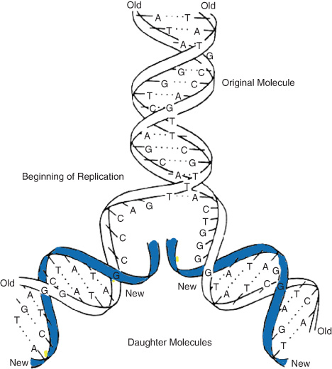 Watson And Crick Model Springerlink